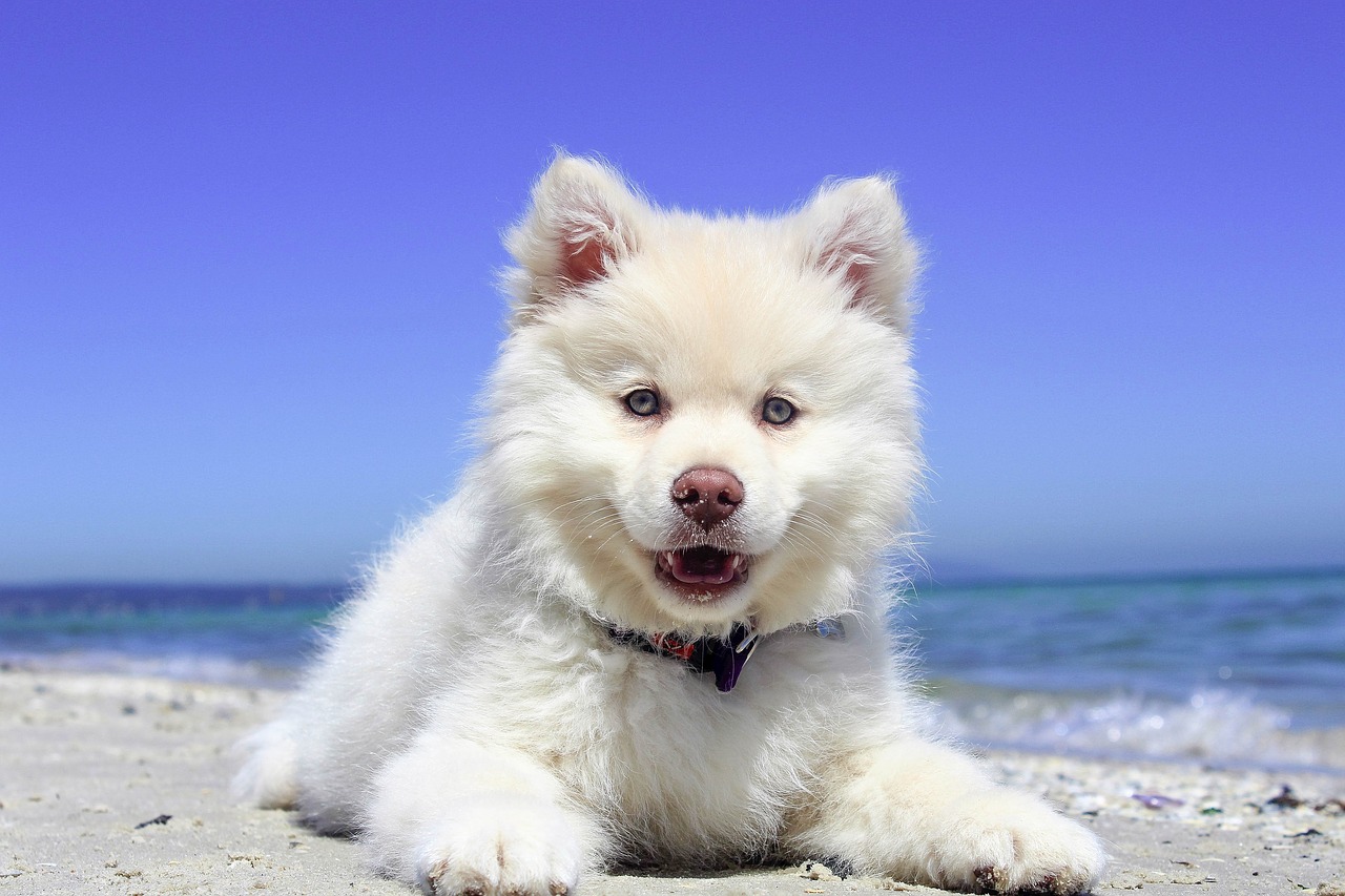 DOG TRAINING _ snow-white-dog_beach-1790049_1280
